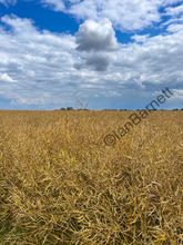 eZy Watermark_25-07-2023_19-14-33-9570.JPEG