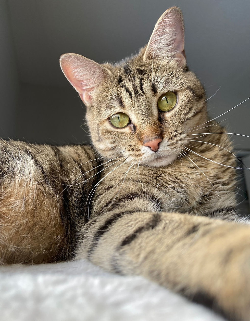 Bulma and Cheach Need a Foster or Forever Home Together