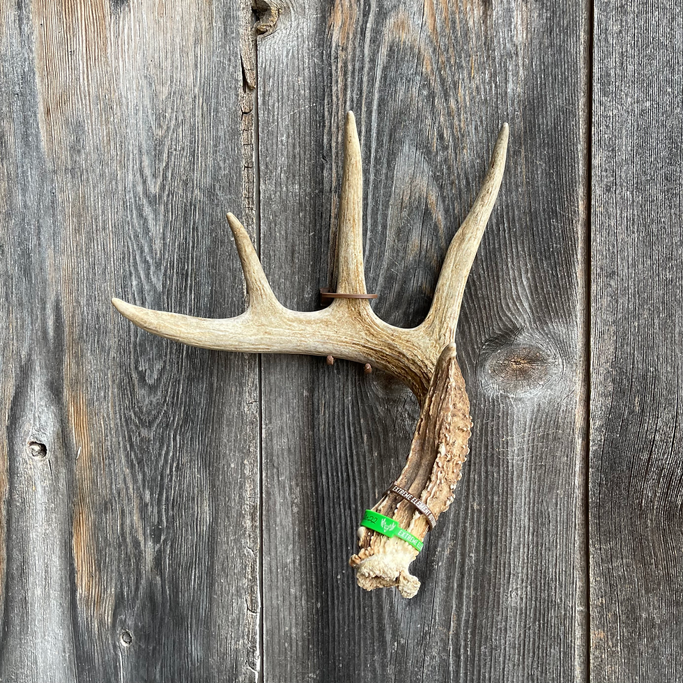Thumbnail: CUSTOM ANTLER ANCHOR™