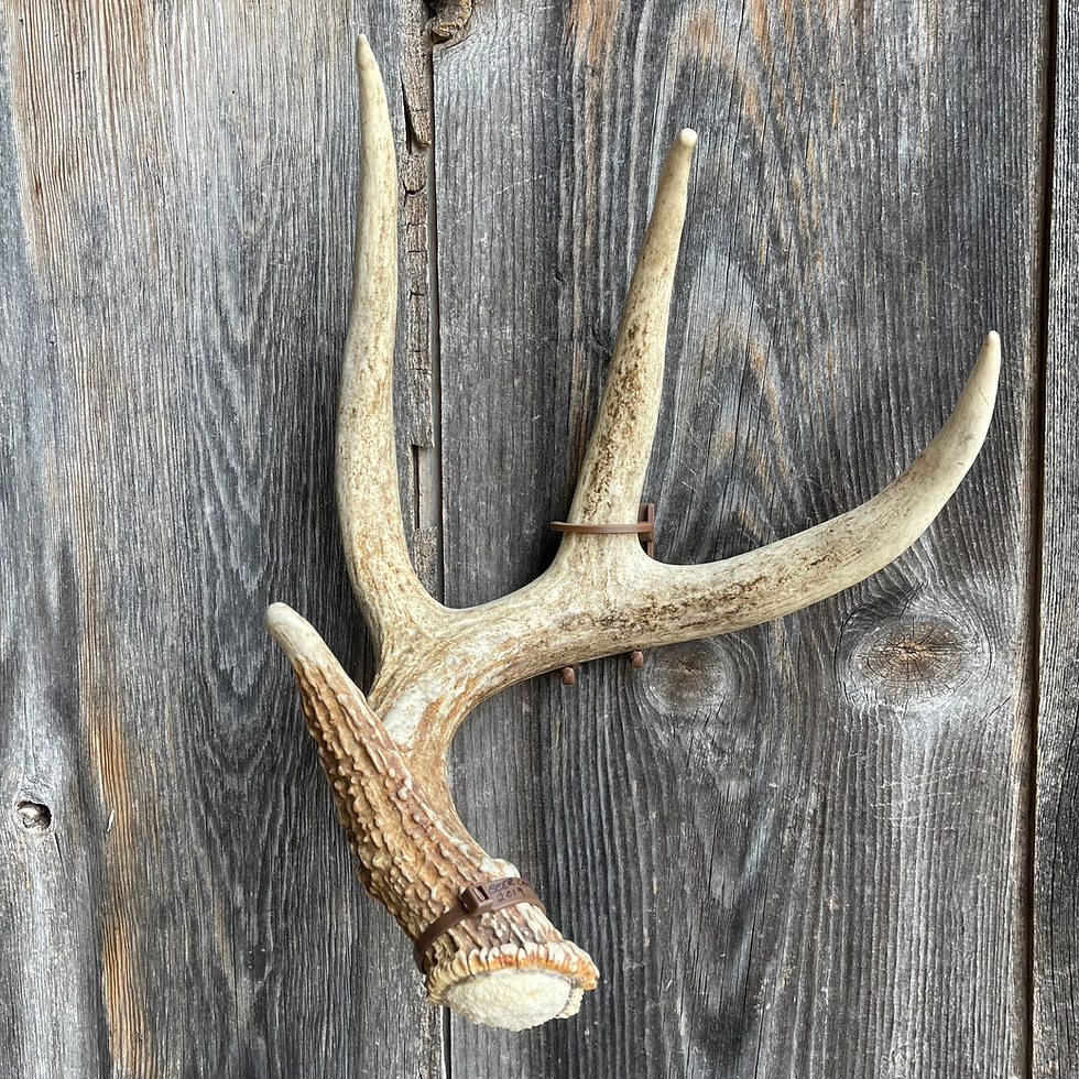 Thumbnail: Brown Left Antler Anchor™