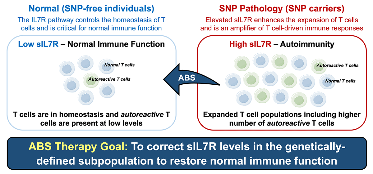 sIL7R-is-an-Amplifier-of-Autoimmune-Responses.gif