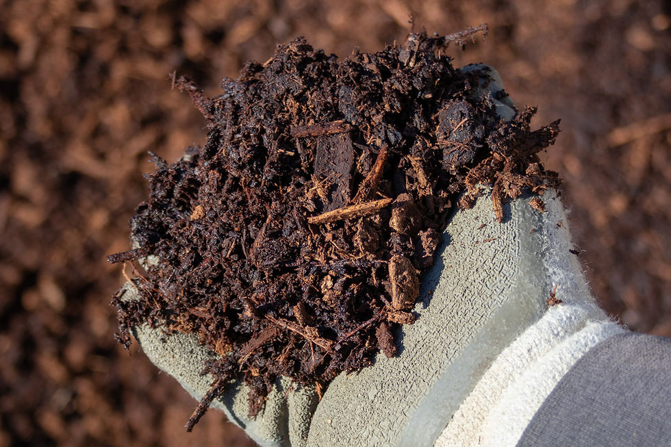 Miniatura: A closeup of the landscaper's hand holding Beauty Bark - Medium showing details of the mulch's texture
