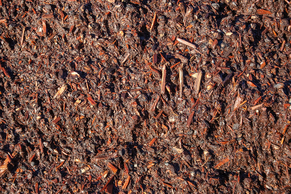 Miniatura: Full frame texture of Dark Beauty Bark - Fine showing size and shape variation