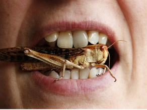 Insects: The Food of the future