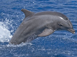 The Bottlenose Dolphin