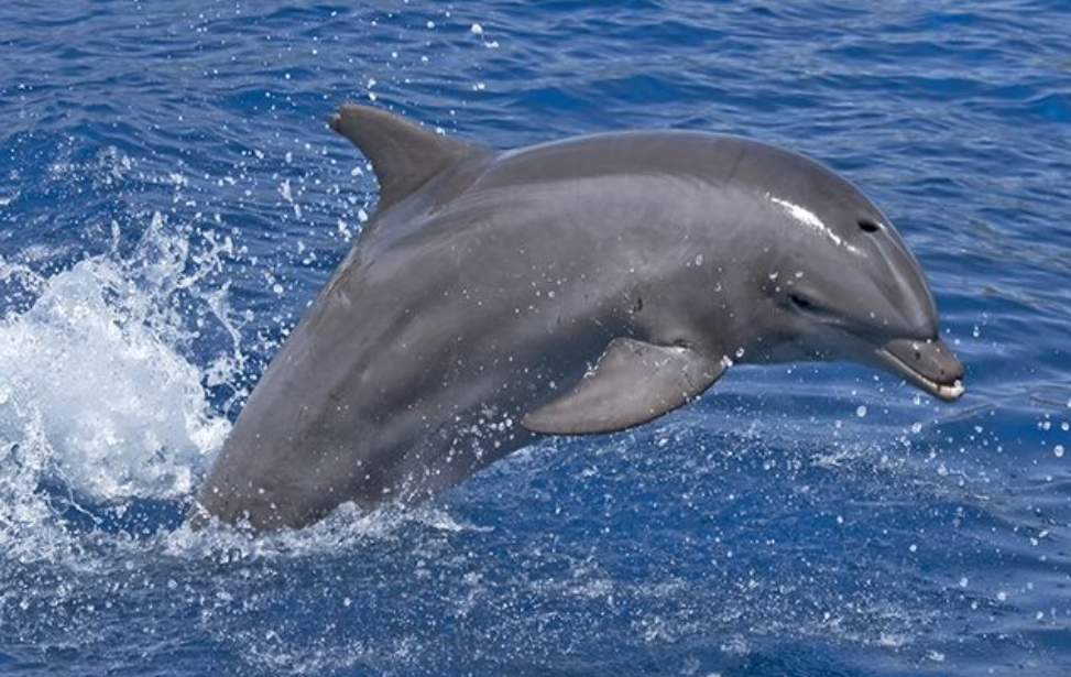 ree