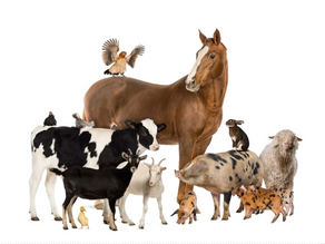What Is Animal Welfare and Why Is It Import