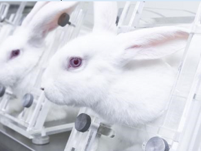 Animal Testing