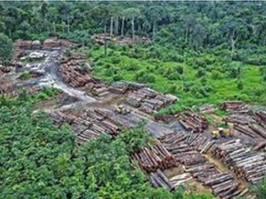 Deforestation in the Amazon Rainforest