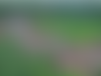 Deforestation in the Amazon Rainforest