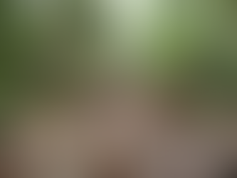 The Amazon Rainforest : has it reached a point of no return ?