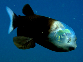 The remarkable Barreleye Fish and its transparent skull