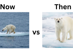 Icebergs shrinking: Let’s destroy this monster that we have created