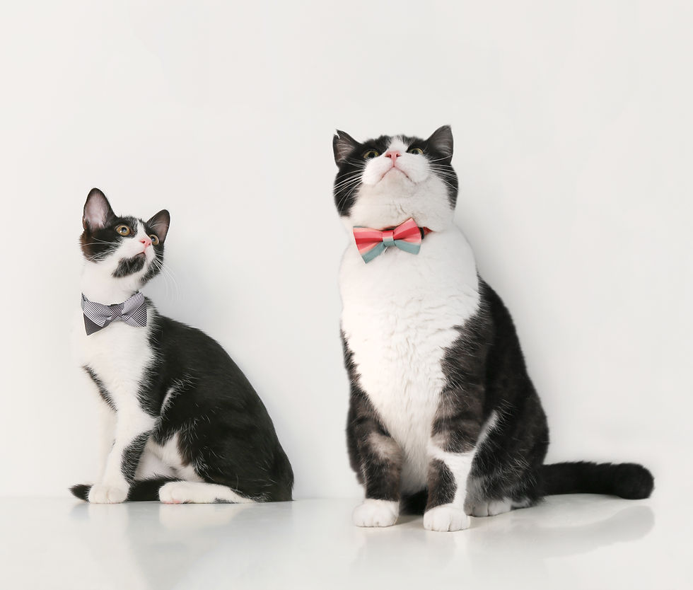 Pidan-Bow Tie Collar - Cat[pidan时尚猫领结-2种]