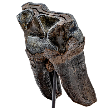 3512T231013-MAIN-002_1024x1024_edited.pn