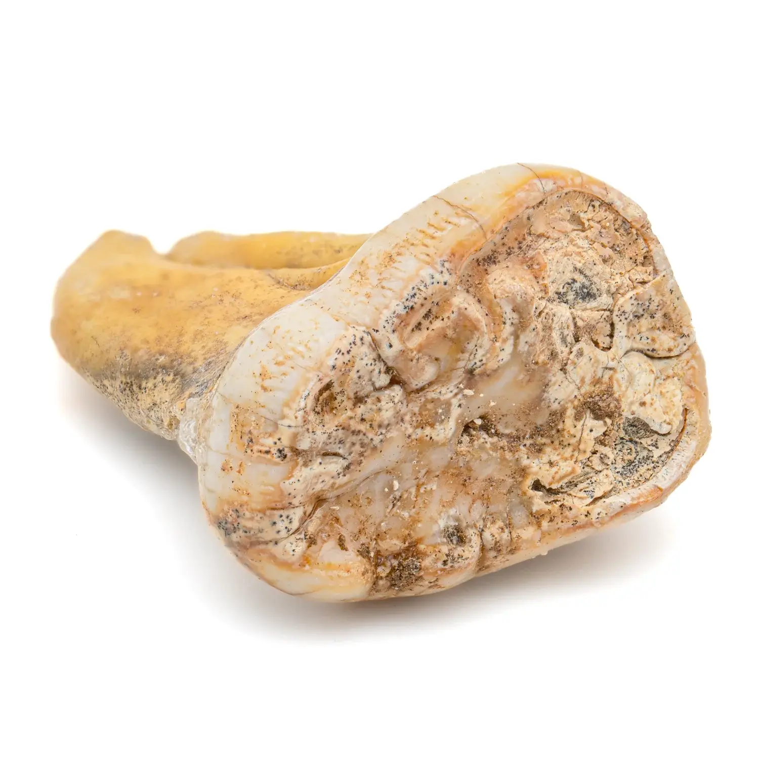 Cave Bear - Molar - Authentic Fossil Tooth