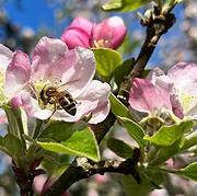 Dorset Star Bee Honey