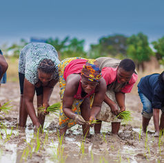 Rice Farmers Anticipate Benefits Of US$100m Insurance Package