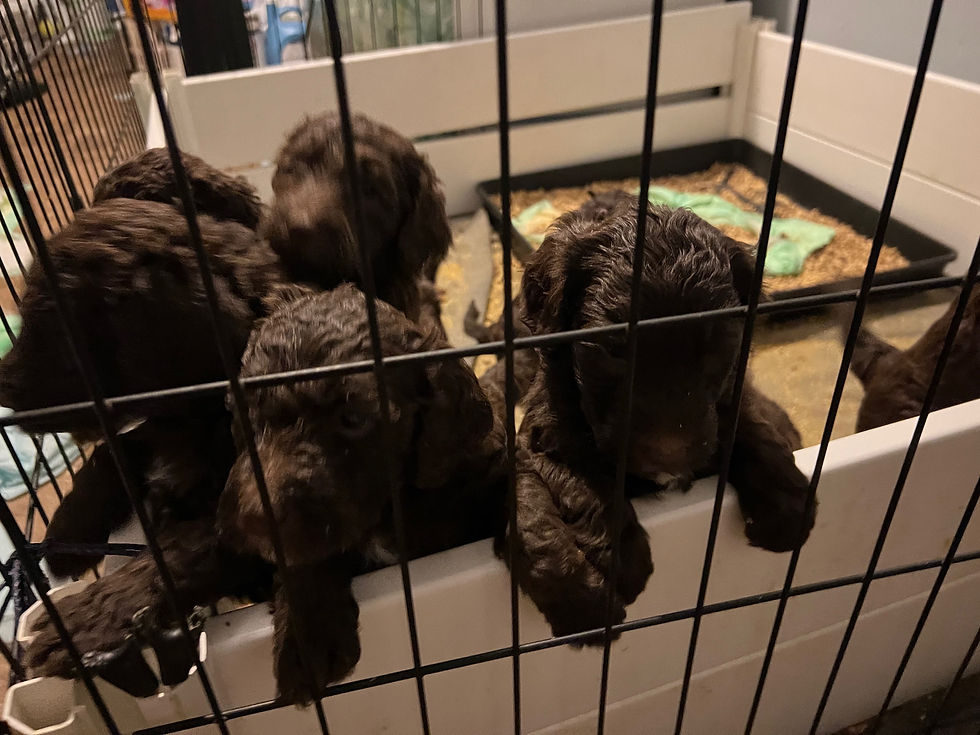 Thumbnail: Labradoodles