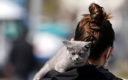 Two pet cats in New York test positive for coronavirus