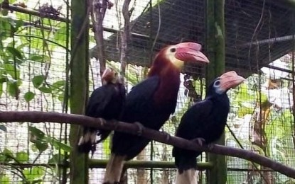 Iloilo town's wildlife park breeds endangered bird