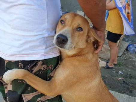 Animal shelters call for donations for stray animals, rescuers affected by ‘Odette’