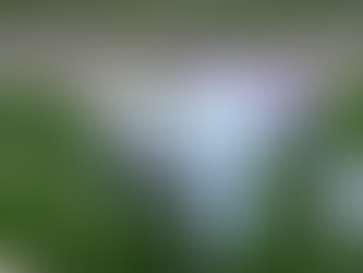 India's stray dogs are being locked out by a US ban on adoptions