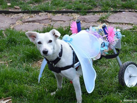 India's stray dogs are being locked out by a US ban on adoptions