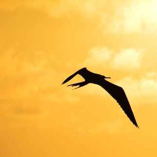 Travel Your Way: Thoughts on the Past, Present and Future of Tourism