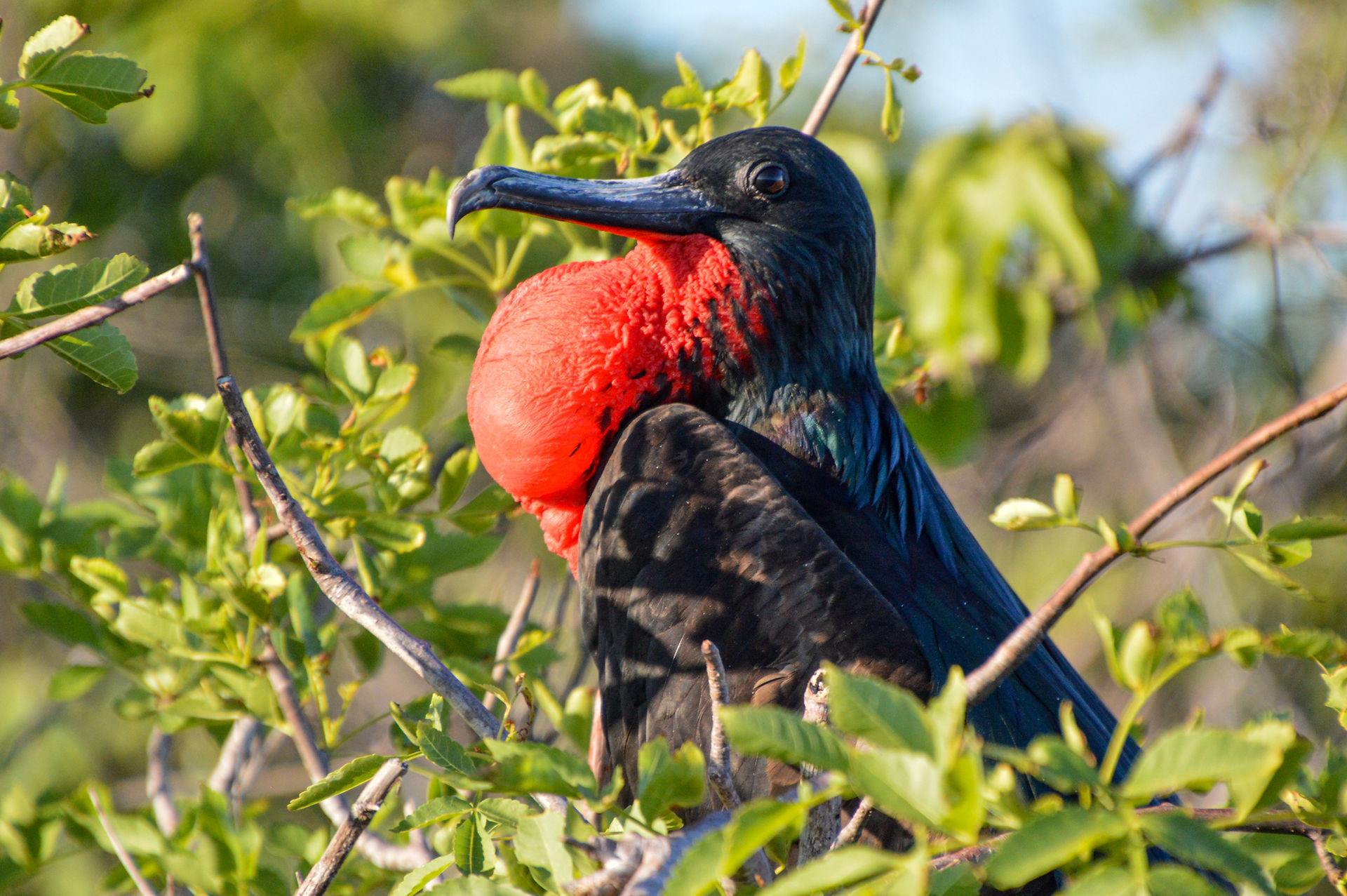 Frigate Bird
