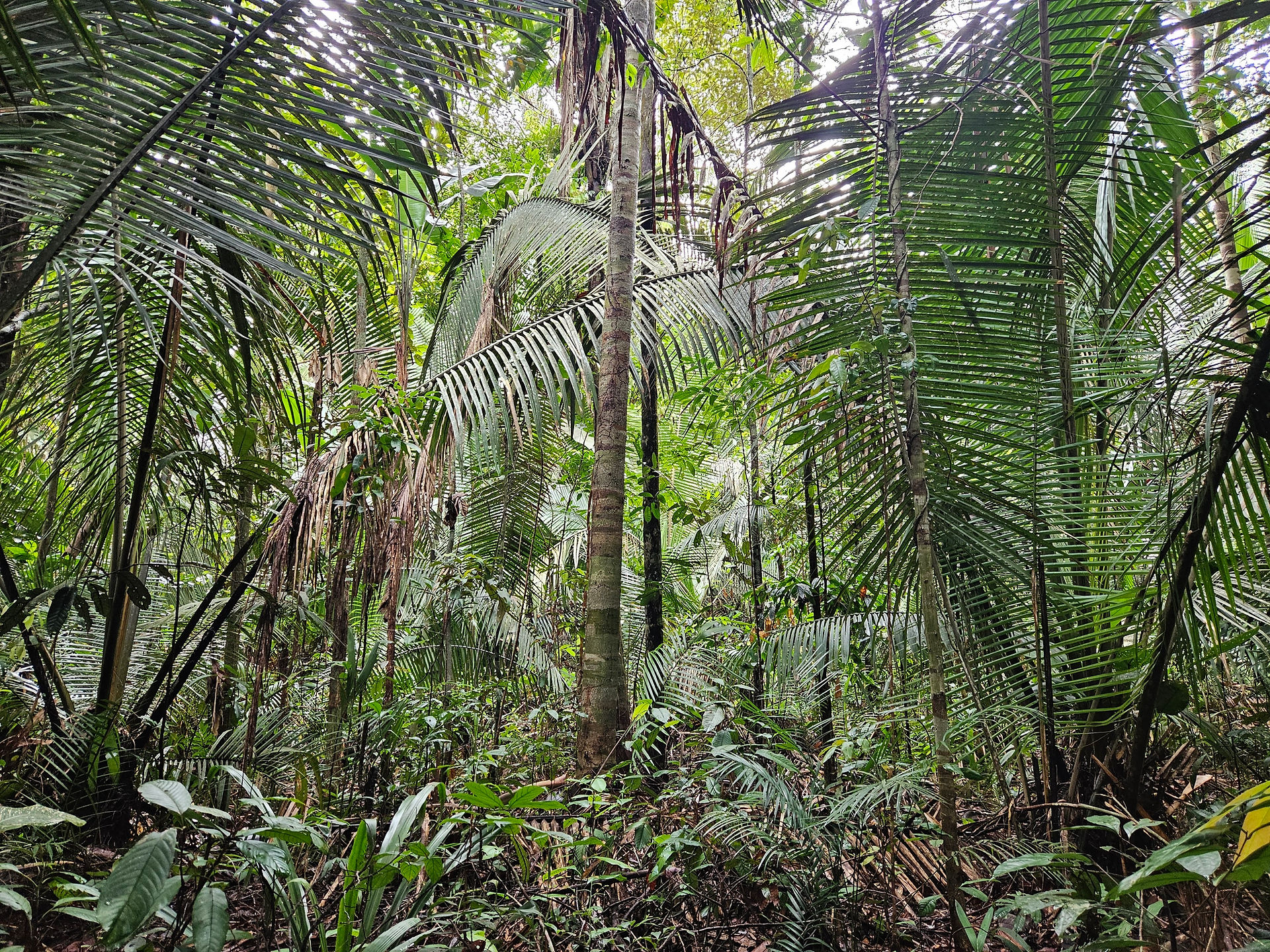 Amazon Rainforest Hike