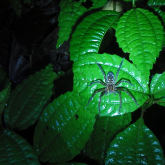 Night Walk Through a Costa Rican Rainforest