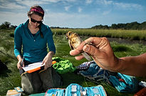 Turtles and Sparrows