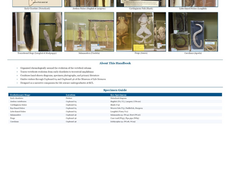 From Notochord to Land - Museum guide