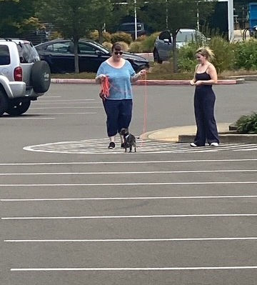 Trigger training for a dog who is reactive to other dogs on leash.
