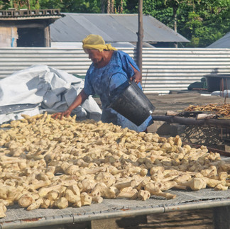Hier in Loltong wird Kava angetrocknet und anschliessend verkauft.