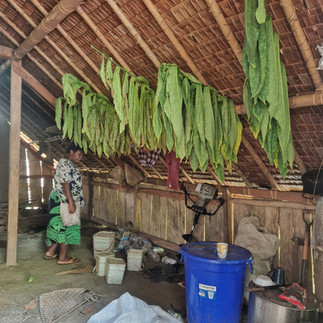 In einer Hütte im Bush wird der eigene Insel-Tabak getrocknet