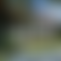 A renovated California Bungalow, with new colour scheme but maintaining the heritage charm of the style.