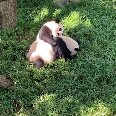 [여행지/ 워싱턴 D.C/동물원] Smithsonian National Zoological Park 