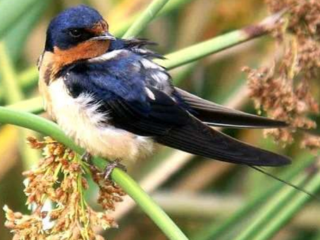 The Swallows come to Costa Mesa