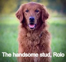 Rolo 2023_edited