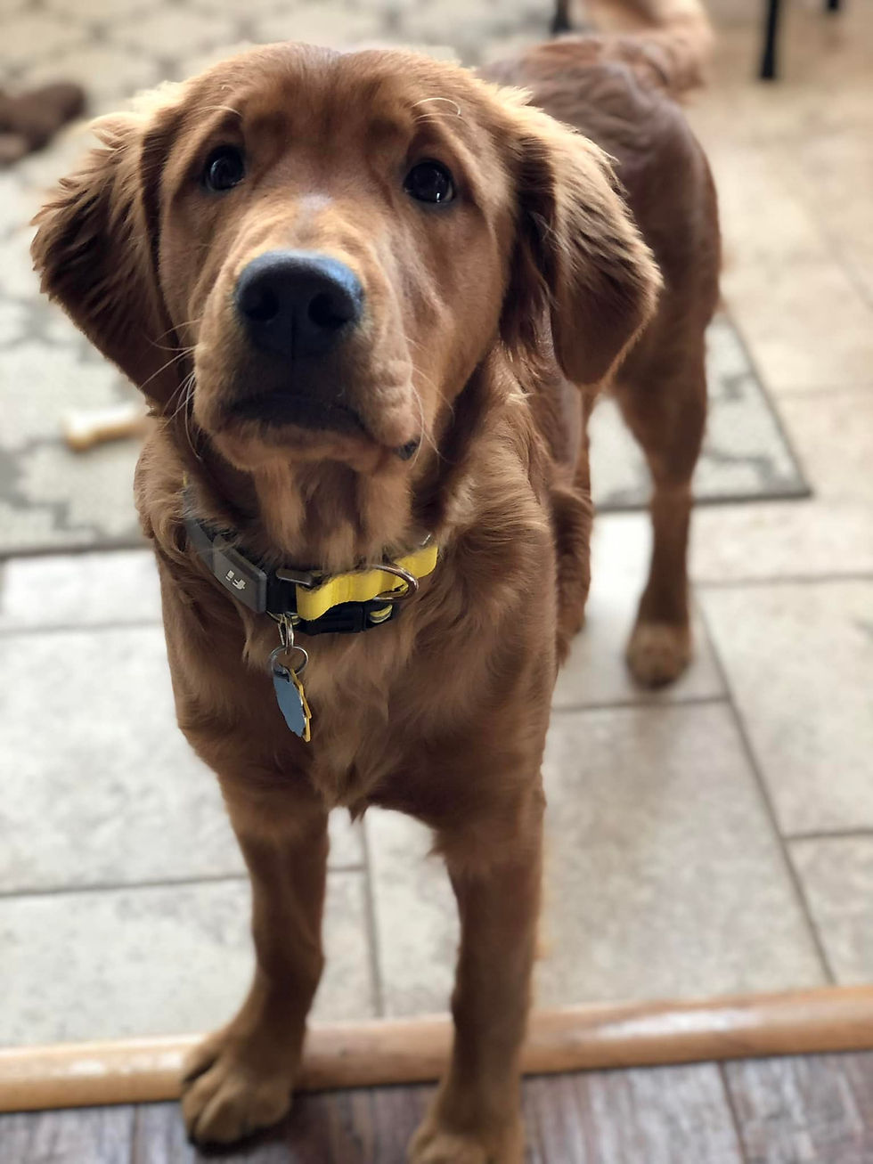nash