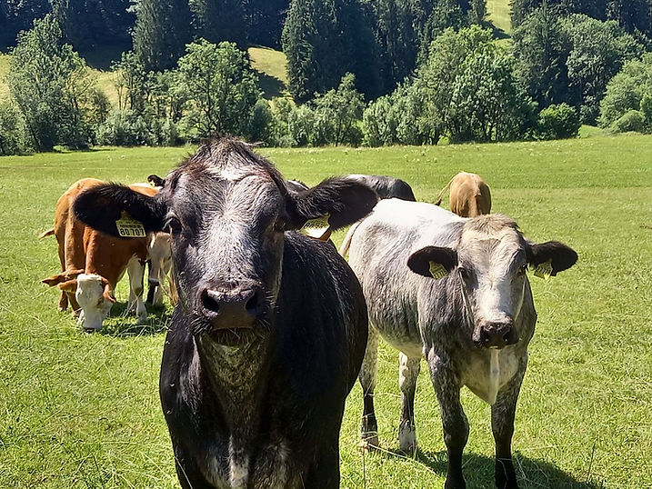 photo_Jurte Aussicht.jpg