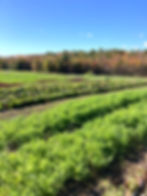 Scene of fall vegetable field