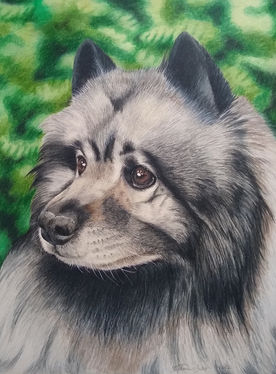 Keeshond Dog Portrait on Green Foliage Background Darwing In Colored Pencil 