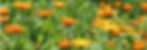Screenshot 2024-03-07 at 3.41_edited.jpg