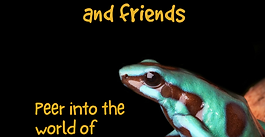 Frogs and Friends: Now Open!