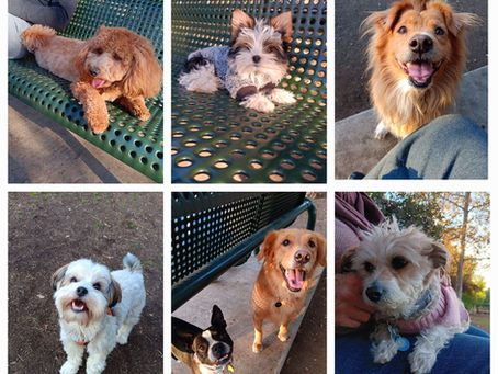 How Your Dog Can Benefit from a Dog Park