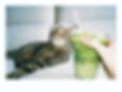 IMG_8781.PNG