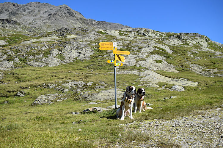 17-08-12 547 st-bernard event.jpg